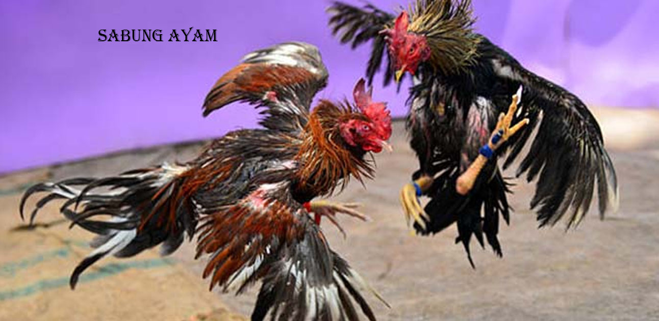 Jenis-Jenis Game Judi Online Sabung Ayam